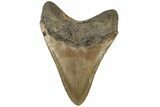 Serrated, 5.05" Fossil Megalodon Tooth - North Carolina - #199699-2